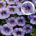 Bild von Calibrachoa P12 Neo Light Blue Vein